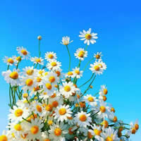 超美微信头像花朵风景合集！清新治愈不撞款