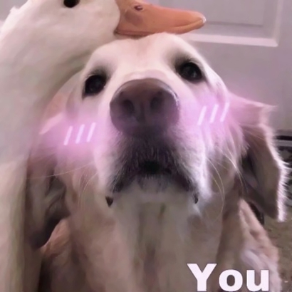 2026潮流情侣头像图片合集，真人古风动物款任选