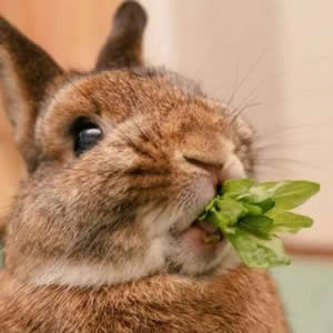 超萌可爱动物情侣头像合集：猫咪狗狗CP款，甜蜜又治愈！