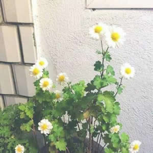 花朵微信头像图片大全 好看清新漂亮花卉