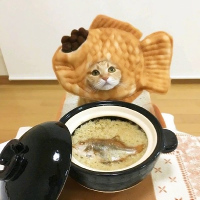 两个猫咪情侣头像一左一右合集|可爱成对猫猫头像大全
