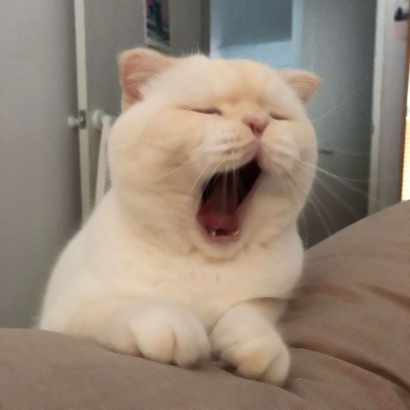 喵星人情侣头像一对两张 可爱猫咪情侣