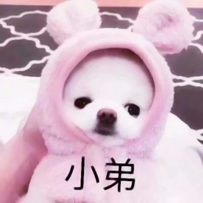 超萌动物情侣头像一左一右配对合集