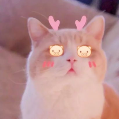 呆萌可爱小猫头像｜高清软萌猫咪头像图片大全