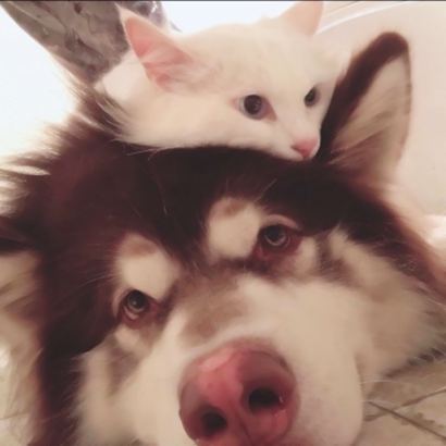 情侣头像超萌宠物推荐 软萌猫狗配对