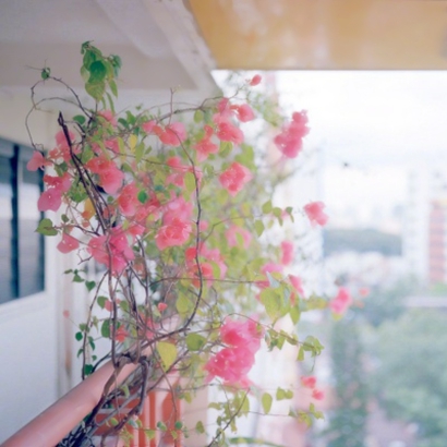 好看的风景花朵头像｜唯美高清花朵风景图片头像合集