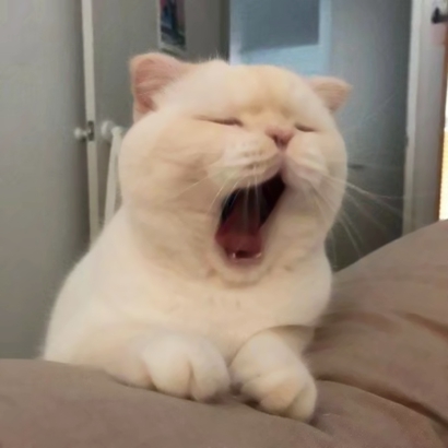 猫咪情侣头像抖音一人一张，爱猫情侣党必备