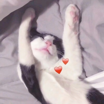 猫情侣头像两张一对合集｜可爱猫咪情头一左一右