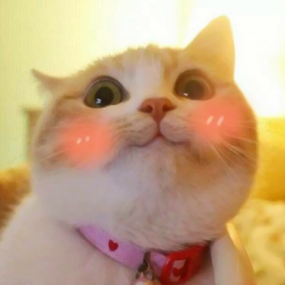 呆萌猫咪qq头像合集 软萌小众治愈系