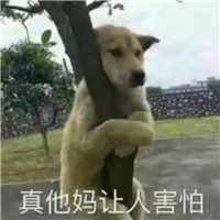 狗狗很逗头像带字 动物头像 第11张