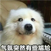 狗狗很逗头像带字 动物头像 第4张