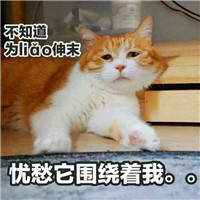 可爱猫带字头像 动物头像 第10张