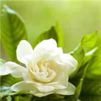 栀子花图片唯美头像 其它头像 第3张