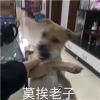 狗狗很逗头像带字 动物头像 第18张