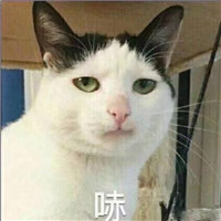 可爱猫带字头像 动物头像 第15张