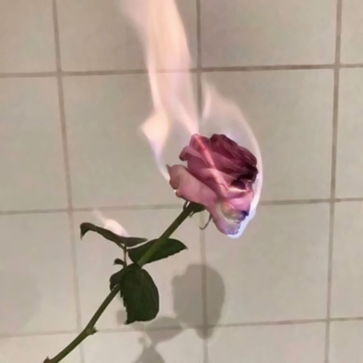 微信玫瑰花头像 其它头像 第8张