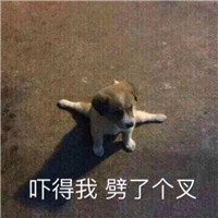 狗狗很逗头像带字 动物头像 第5张