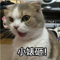 可爱猫带字头像 动物头像 第3张