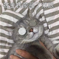 可爱猫带字头像 动物头像 第5张
