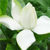 栀子花图片唯美头像 其它头像 第8张