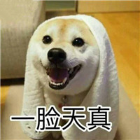 狗狗很逗头像带字 动物头像 第6张