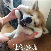 狗狗很逗头像带字 动物头像 第12张
