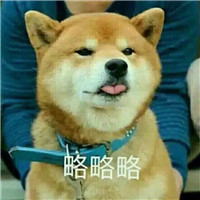 狗狗很逗头像带字 动物头像 第10张