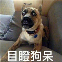 狗狗很逗头像带字 动物头像 第16张