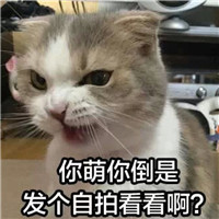 可爱猫带字头像 动物头像 第2张