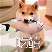 狗狗很逗头像带字 动物头像 第17张
