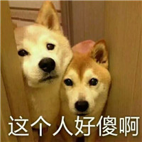 狗狗很逗头像带字 动物头像 第7张