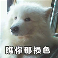 狗狗很逗头像带字 动物头像 第2张