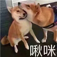 狗狗很逗头像带字 动物头像 第9张