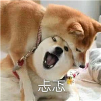 狗狗很逗头像带字 动物头像 第14张