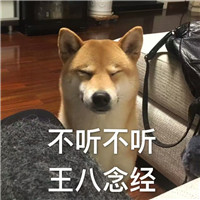 狗狗很逗头像带字 动物头像 第8张