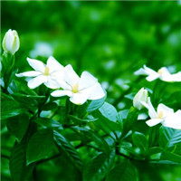 栀子花图片唯美头像 其它头像 第9张