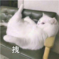 可爱猫带字头像 动物头像 第13张