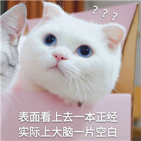 可爱猫带字头像 动物头像 第16张