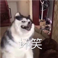 狗狗很逗头像带字 动物头像 第13张