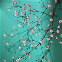 qq头像花朵唯美小清新 其它头像 第11张
