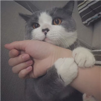 女生抱猫咪的慵懒头像 女生头像 第3张