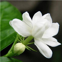 苿莉花微信头像 其它头像 第17张