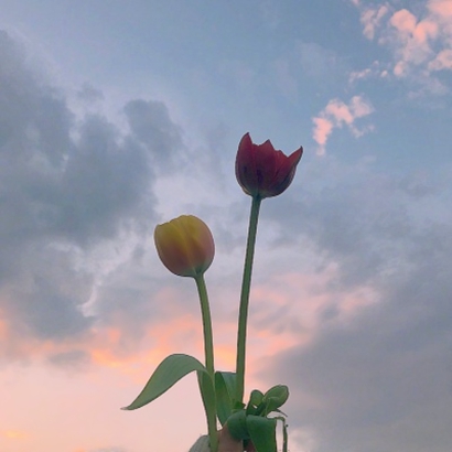 鲜花唯美微信头像 其它头像 第5张 鲜花唯美微信头像 其它头像 第5张