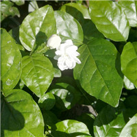 苿莉花微信头像 其它头像 第16张