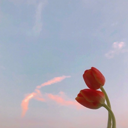 鲜花唯美微信头像 其它头像 第8张 鲜花唯美微信头像 其它头像 第8张