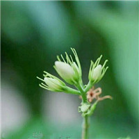 苿莉花微信头像 其它头像 第14张