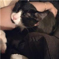 抱猫不露脸男生头像 男生头像 第16张