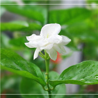 苿莉花微信头像 其它头像 第3张