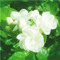 苿莉花微信头像 其它头像 第12张
