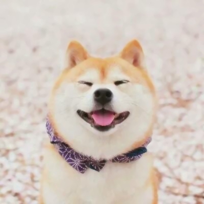 萌宠高清头像图片大全